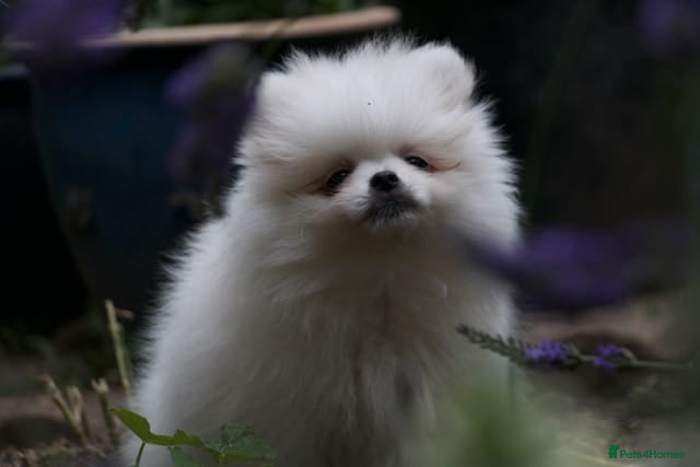 Pomeranian dogs Pom puppies with Kc reg , pedigree for sale - Advert 16