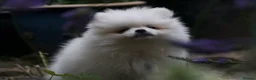Pomeranian dogs for sale: Pom puppies with Kc reg , pedigree for sale - Advert 4