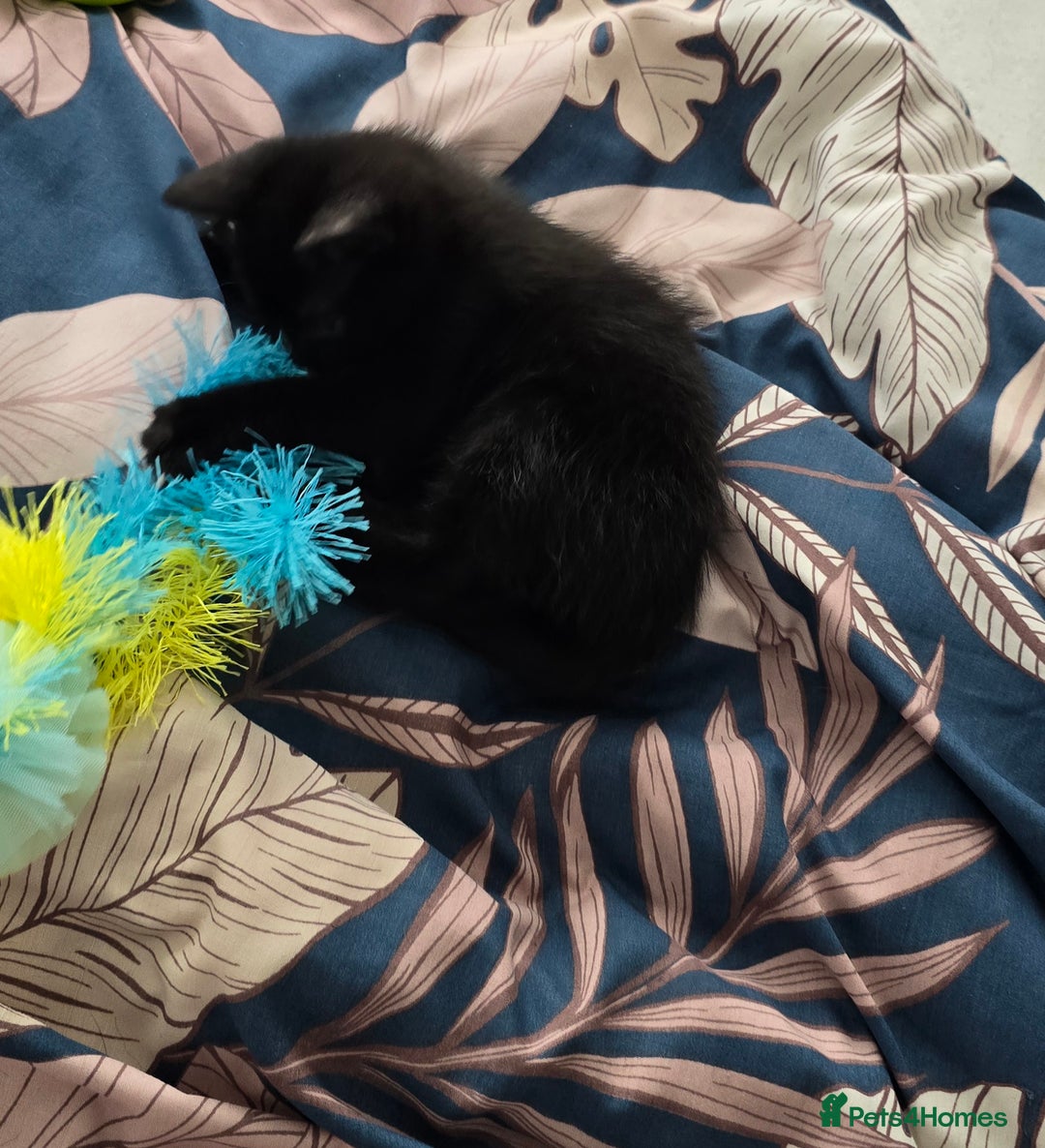 British Shorthair cats for sale: Black short-haired kitten 9 weeks old  - Image 3