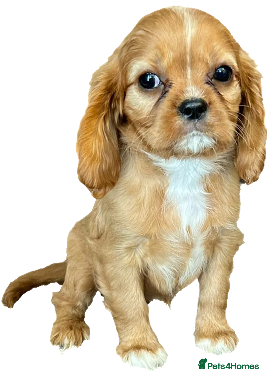 Cavalier King Charles Spaniel dogs for stud:  HEALTH TESTED kc cavalier king charles for stud  in Bedford - Advert 16