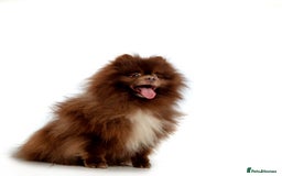 Pomeranian dogs for stud: Chocolate Stud Kc Registered ,Embark tested in Runcorn - Image 36