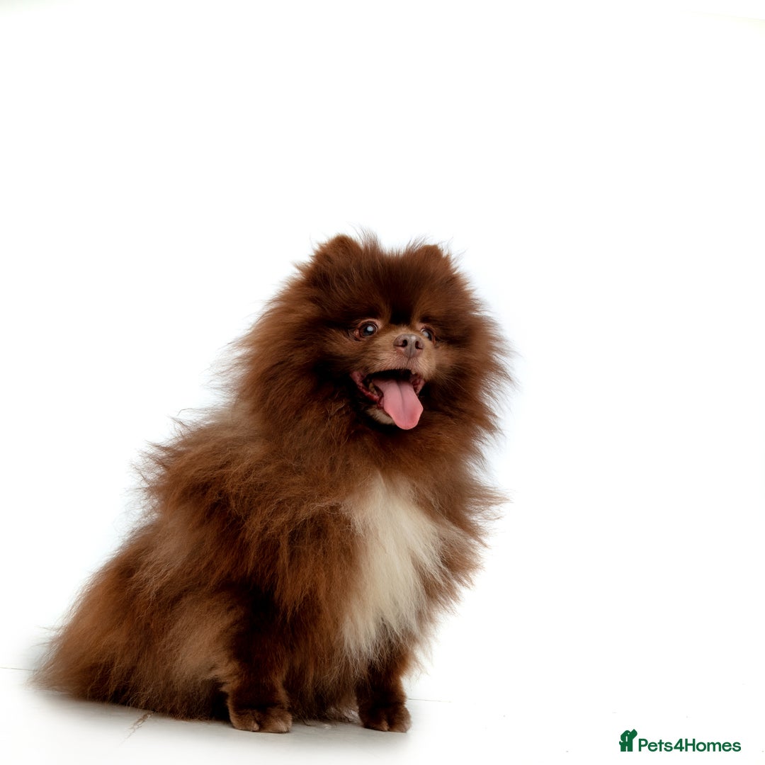 Pomeranian dogs for stud: Chocolate Stud Kc Registered ,Embark tested in Runcorn - Image 36