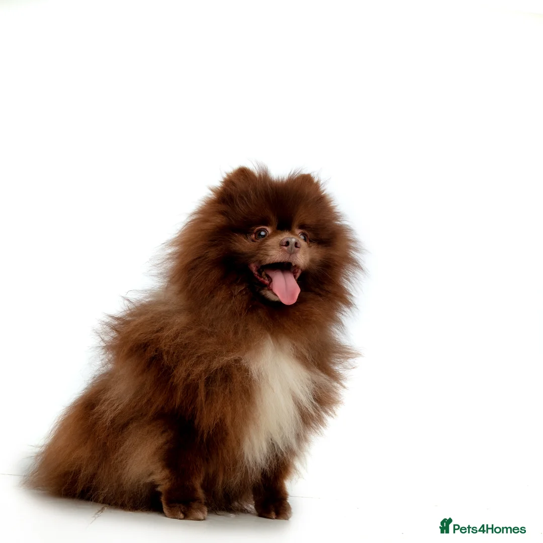 Pomeranian dogs for stud: Chocolate Stud Kc Registered ,Embark tested in Runcorn - Advert 36