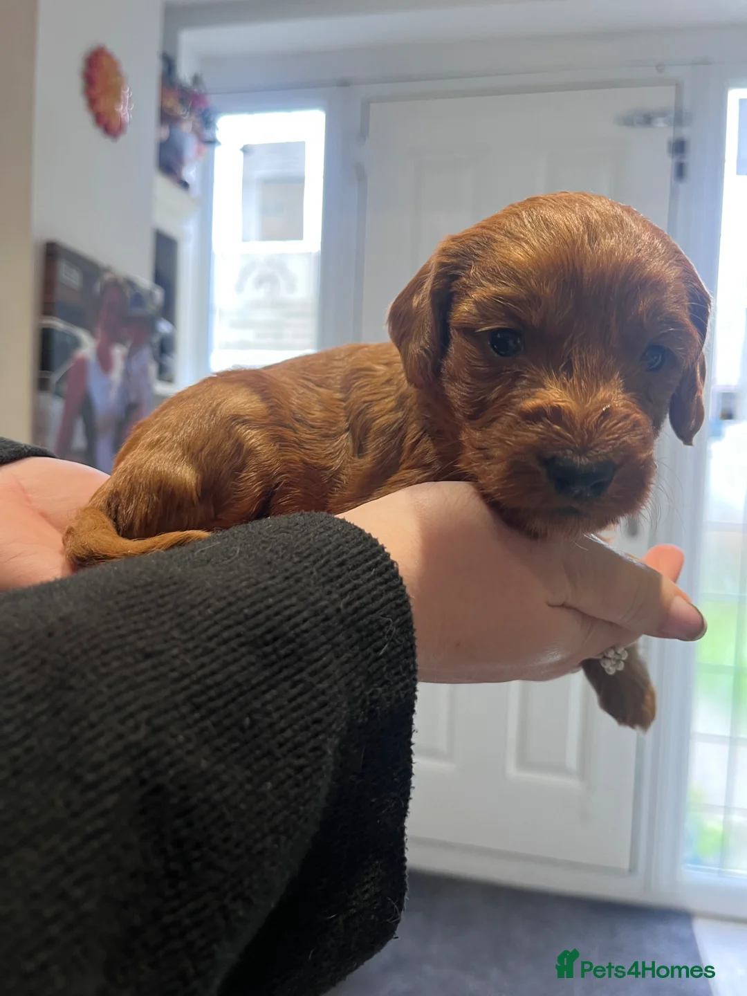 Cockapoo dogs for sale: F1 Red female puppy cockapoo  - Advert 6