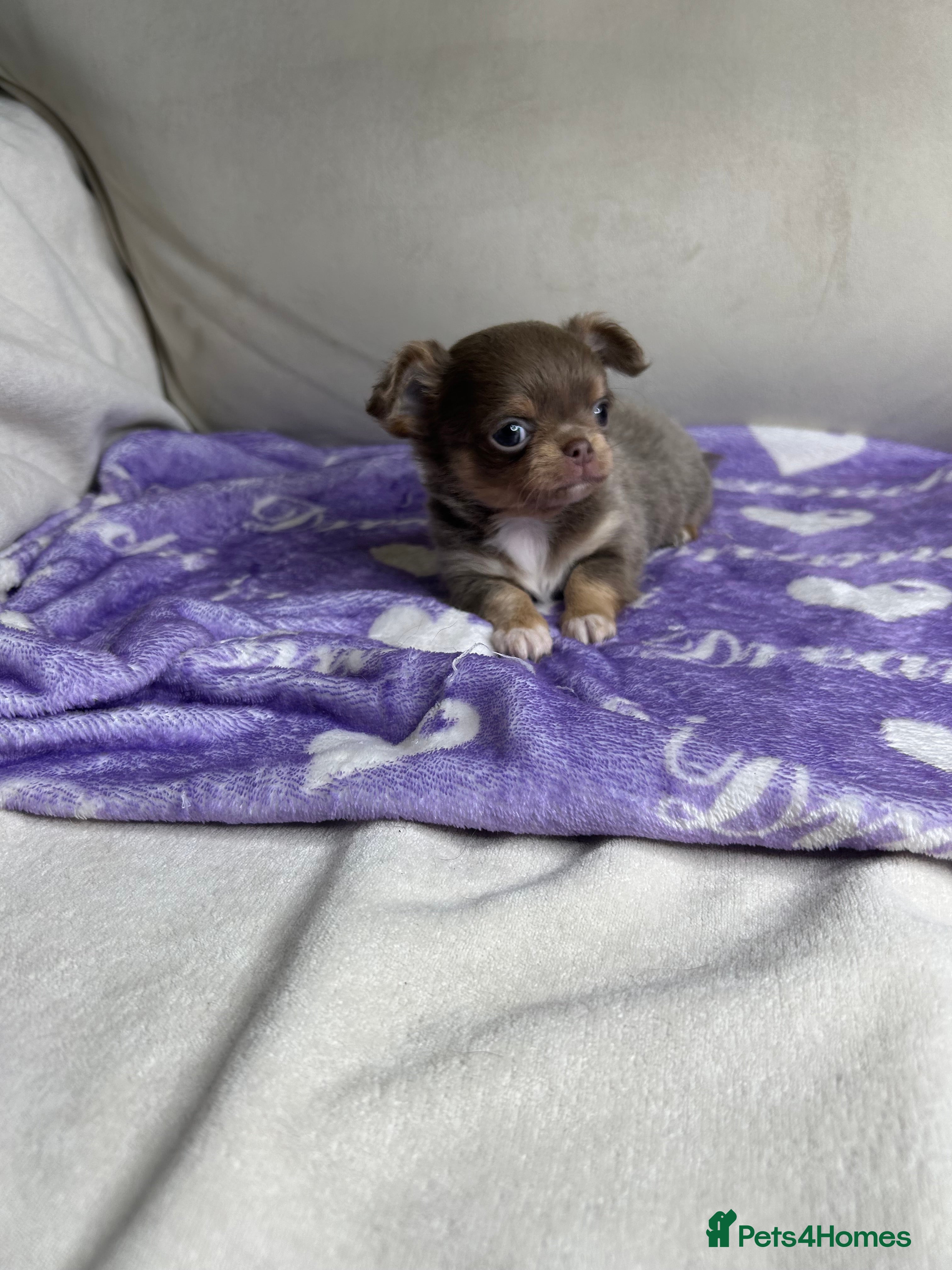 Chihuahua dogs Beautiful KC Lilac tri Chihuahua BOYS  - Advert 2