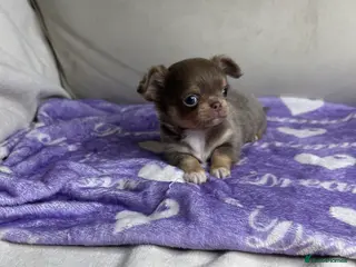 Chihuahua dogs Beautiful KC Lilac tri Chihuahua BOYS - Advert 2