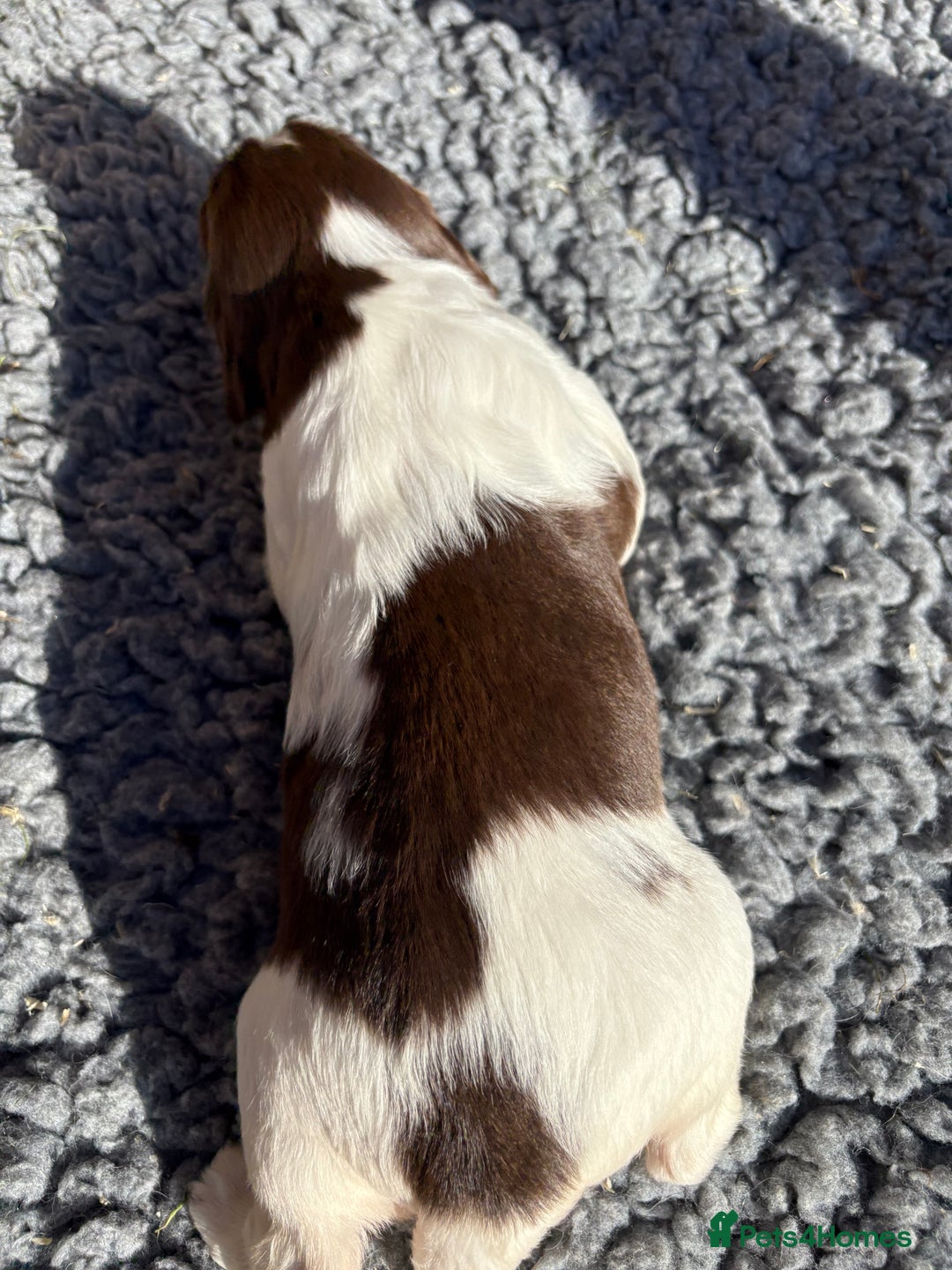 English Springer Spaniel dogs for sale: Stunning KC Reg Springer Spaniel Puppies For Sale - Image 5