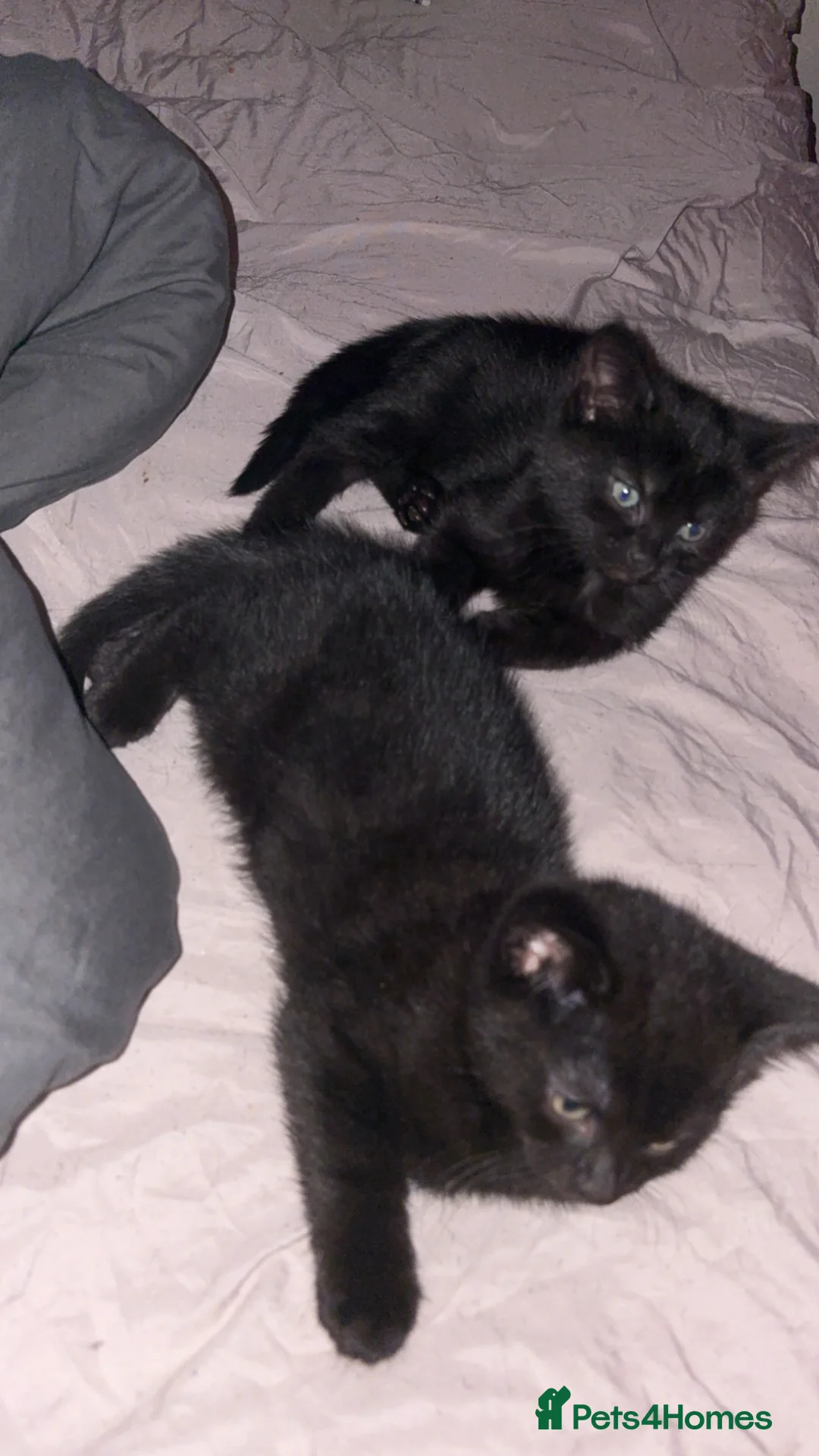 Mixed Breed cats for sale:  lovely black tabby’s looking for there homes  - Advert 2