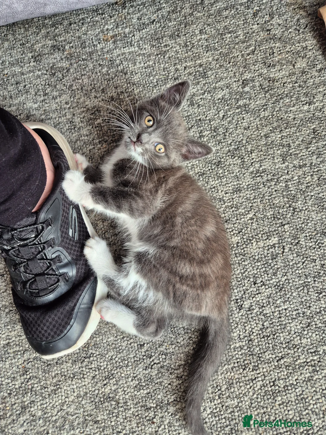 Mixed Breed cats for sale: Beautiful Gray male kitten in Bournemouth - Advert 1