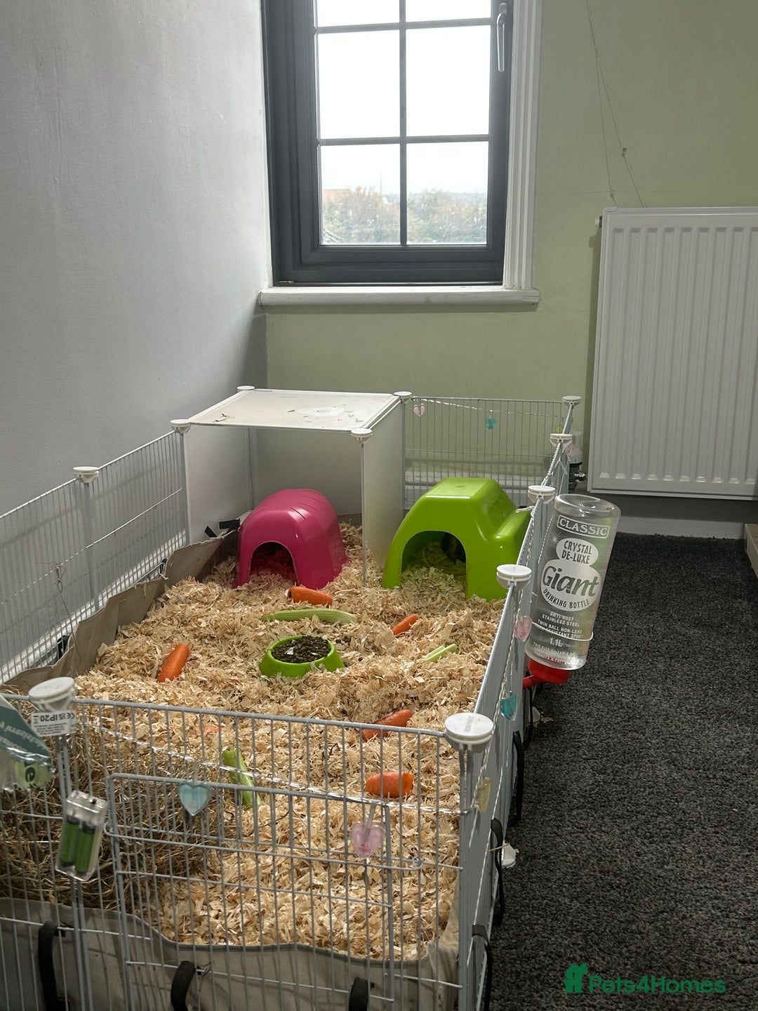 Guinea Pig rodents for sale: 2 guinea pigs and full set up  - Advert 2