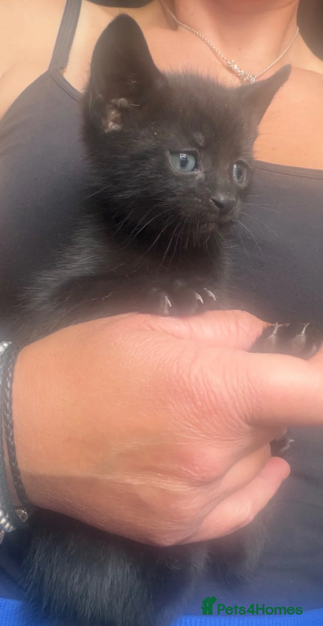 Mixed Breed cats for sale: Beautiful kittens in Chinnor - Advert 3