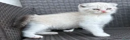 Scottish Fold cats for sale: Scottish fold x BSH - Advert 6