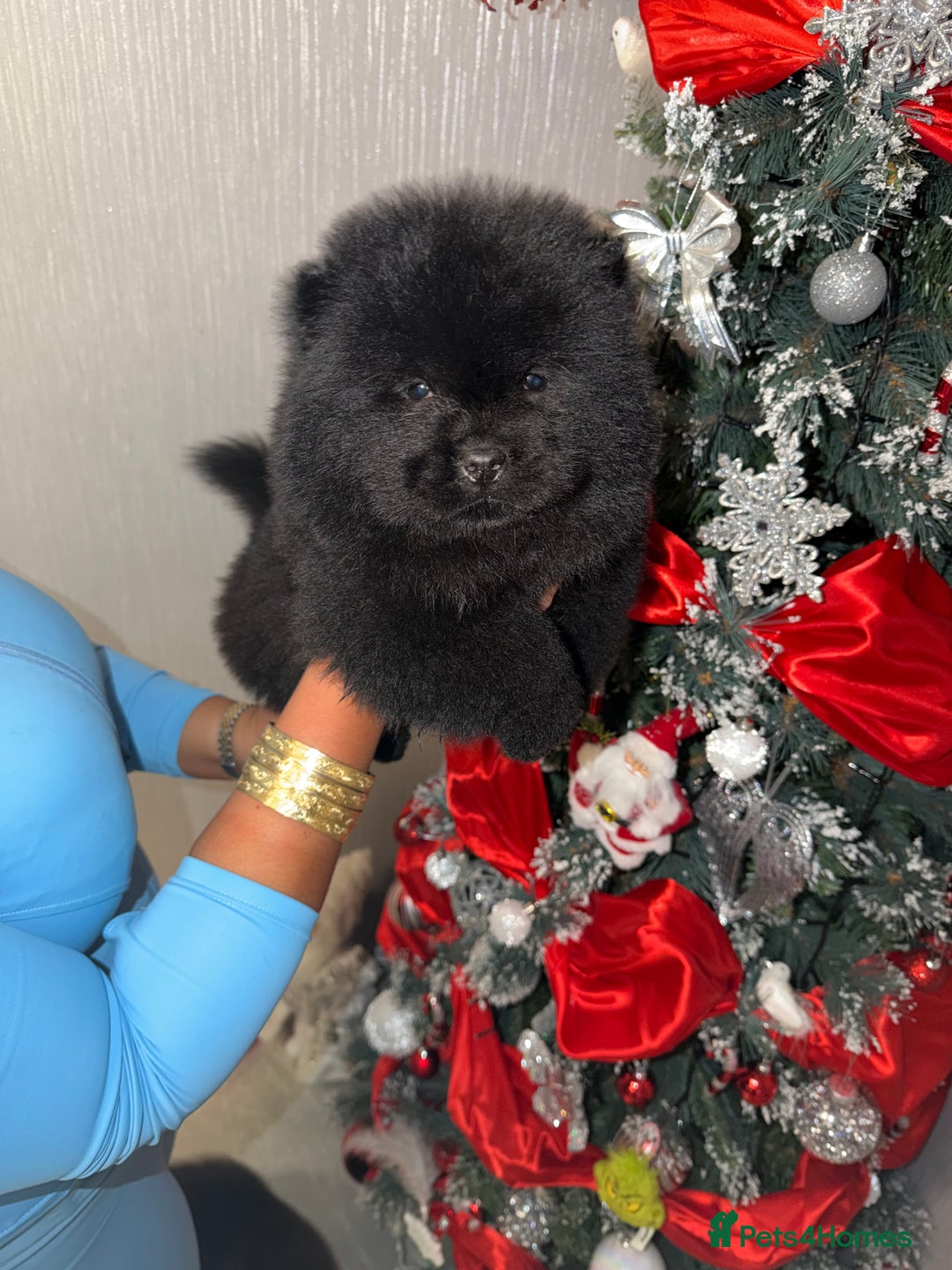 Chow Chow dogs for sale: Chow chow puppies for sale  - Advert 2
