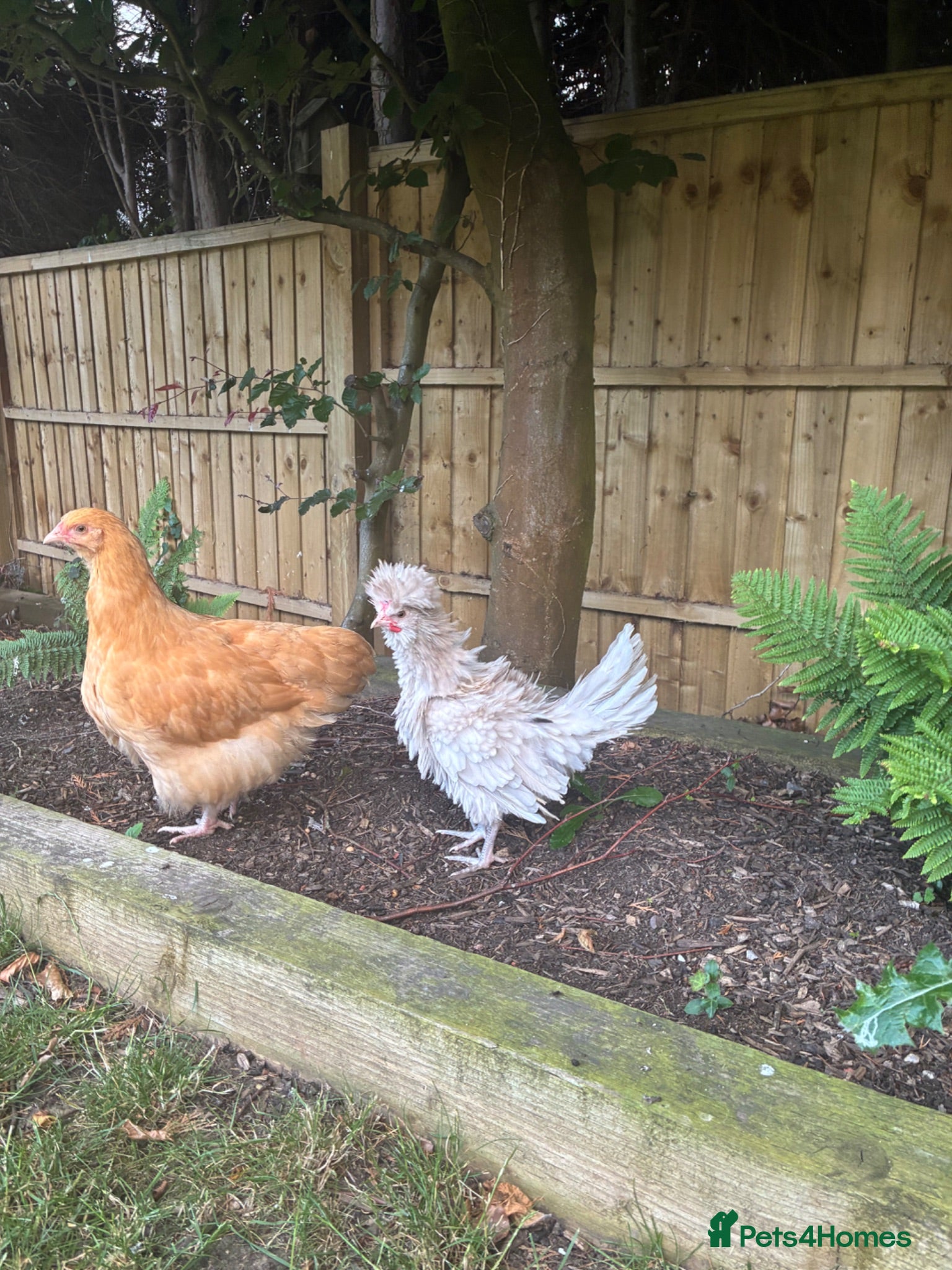 Chickens poultry Bantam prized polish cockerel  - Advert 2