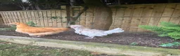 Chickens poultry for sale: Bantam prized polish cockerel  in Watlington - Advert 2