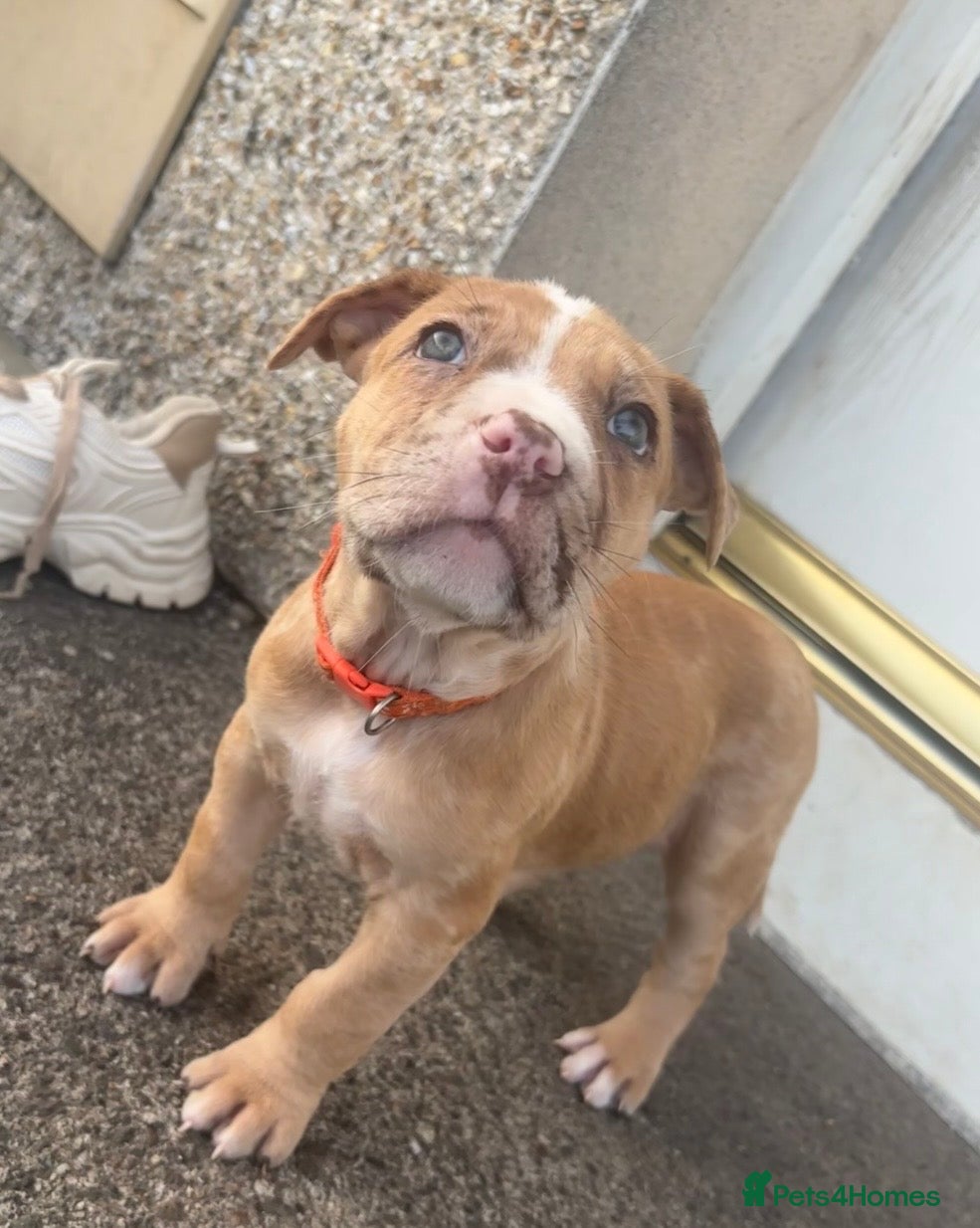 Mixed Breed dogs North American mastiff X boerboel  - Advert 11