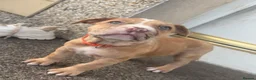 Mixed Breed dogs for sale: North American mastiff X boerboel  - Advert 6