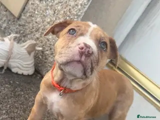 Mixed Breed dogs North American mastiff X boerboel - Advert 8