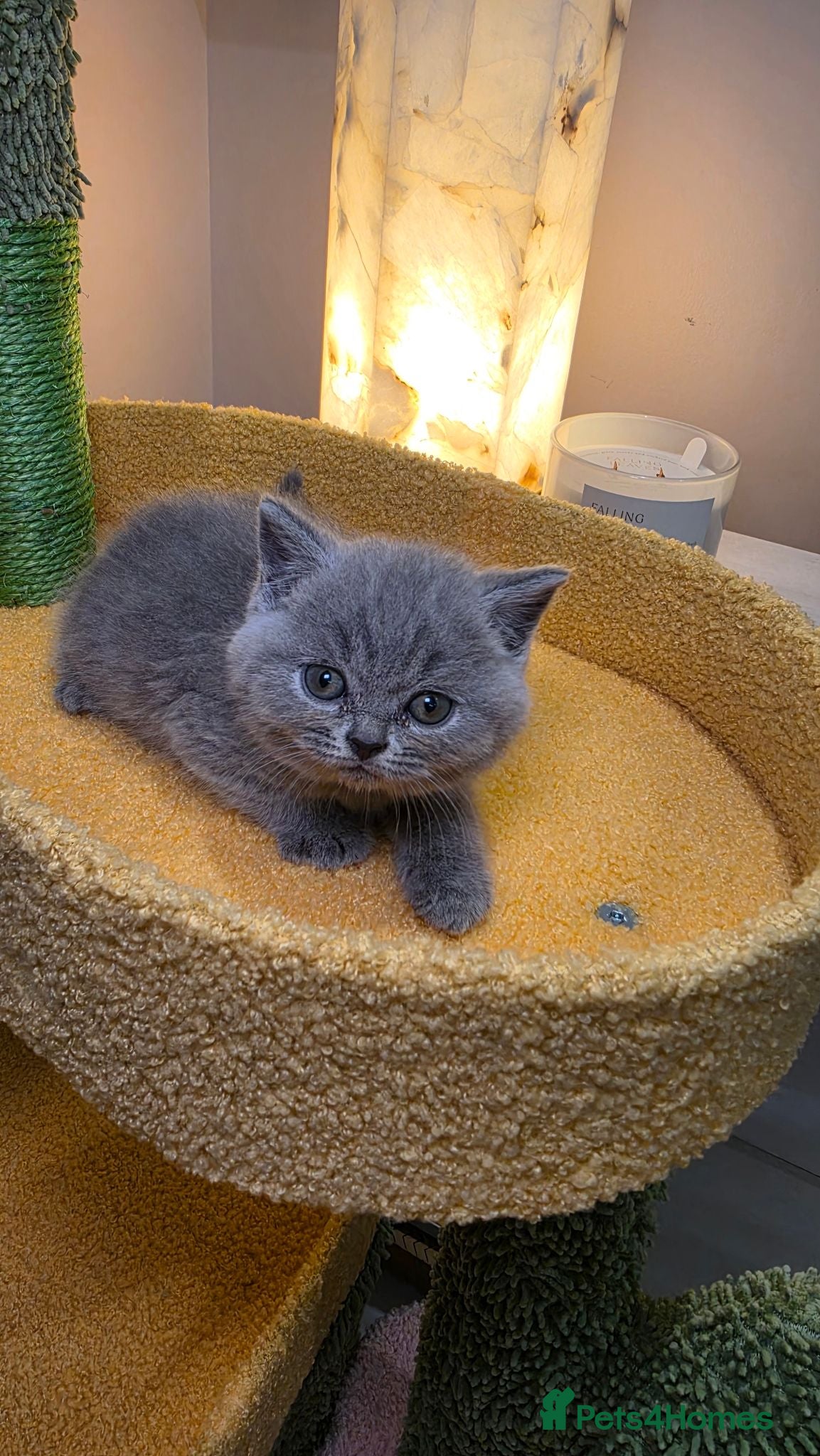 British Shorthair cats Beautiful blue/ lilac British shorthair kittens  - Advert 2