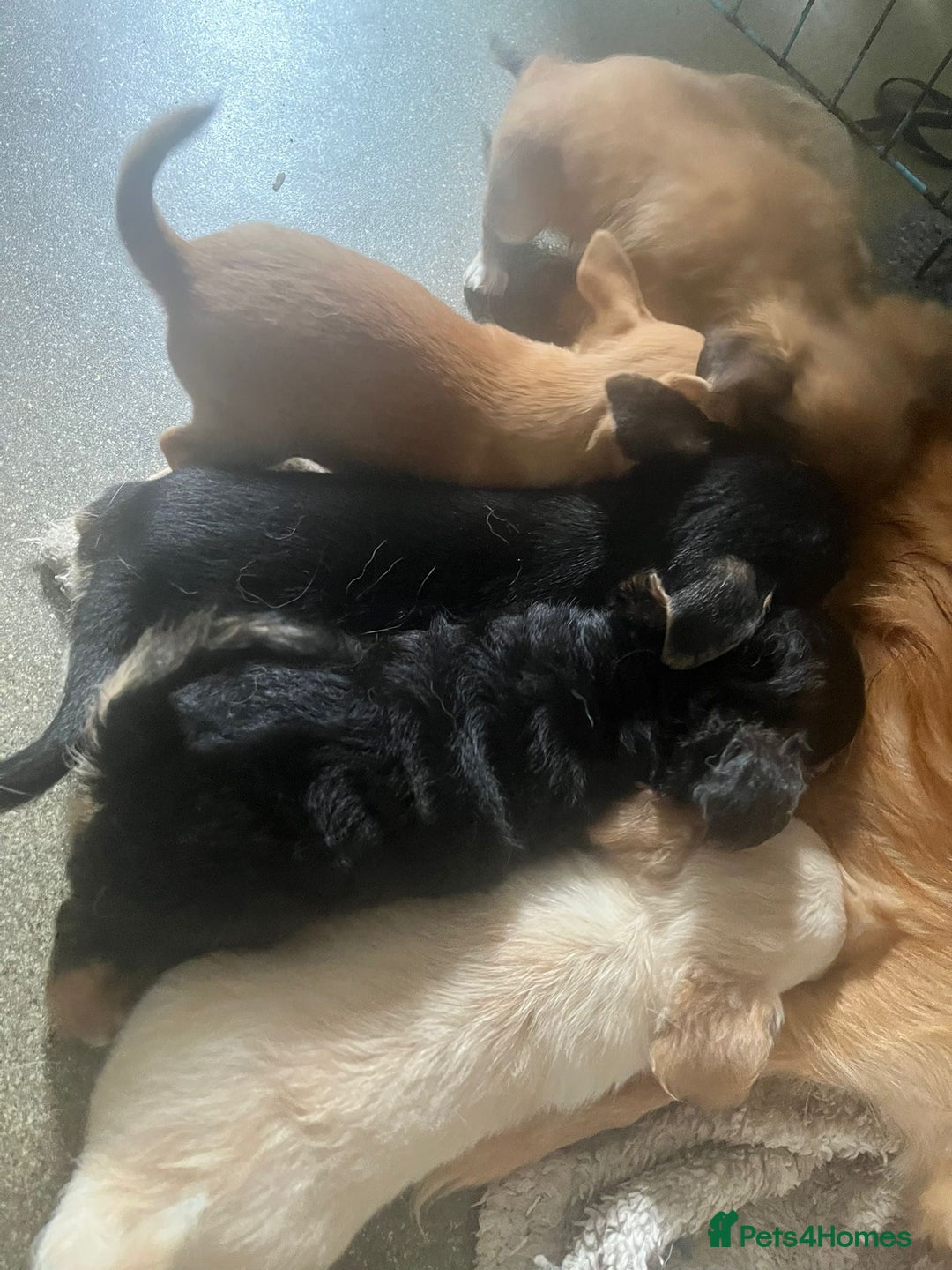 Chihuahua dogs for sale: Chihuahua fluff balls  - Image 16