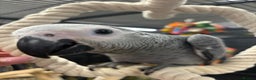 Parrots birds for sale: Baby handreared tame African Greys  - Advert 2