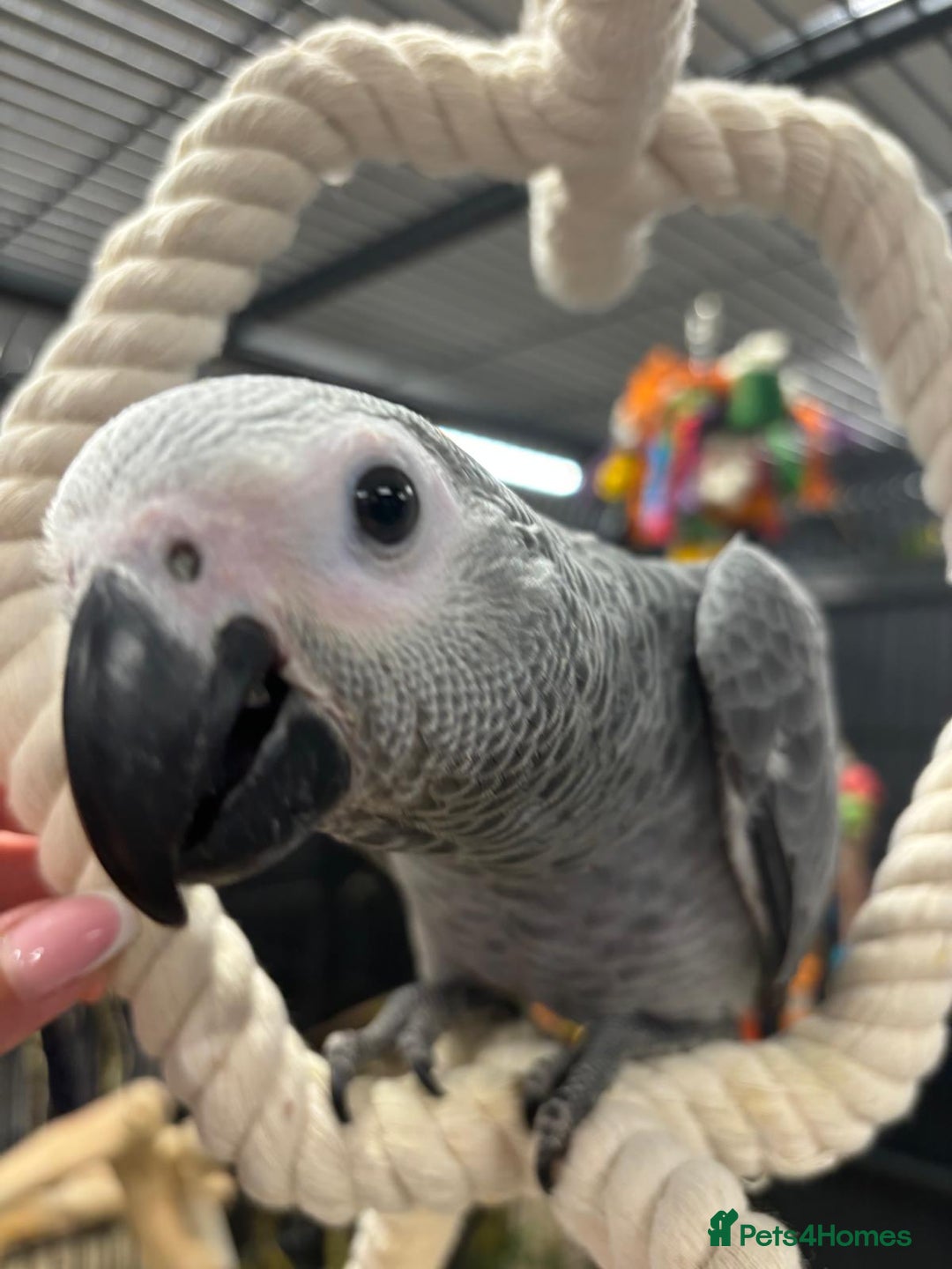Parrots birds for sale: Baby handreared tame African Greys  - Advert 2