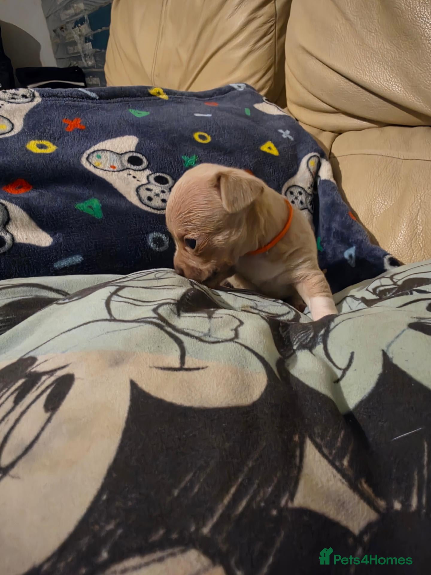 Chihuahua dogs Beautiful Chihuahua Puppies Lookin for 4ever Homes - Advert 2