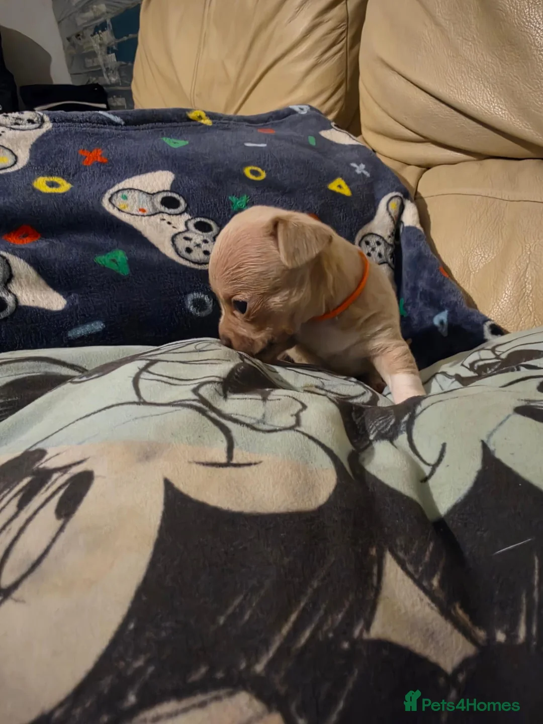 Chihuahua dogs for sale: Beautiful Chihuahua Puppies Lookin for 4ever Homes - Advert 2