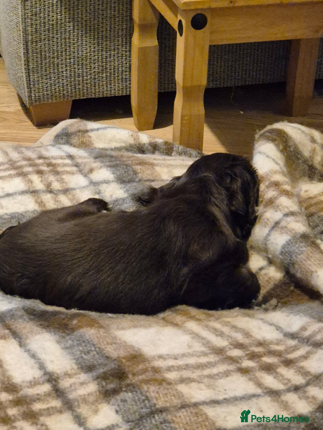 Sprocker dogs for sale: Sprockers willing to sell seperatly - Image 4