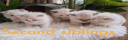 Ragdoll cats for sale: PUREBRED RAGDOLL KITTENS GCCF REGISTERED  - Advert 7