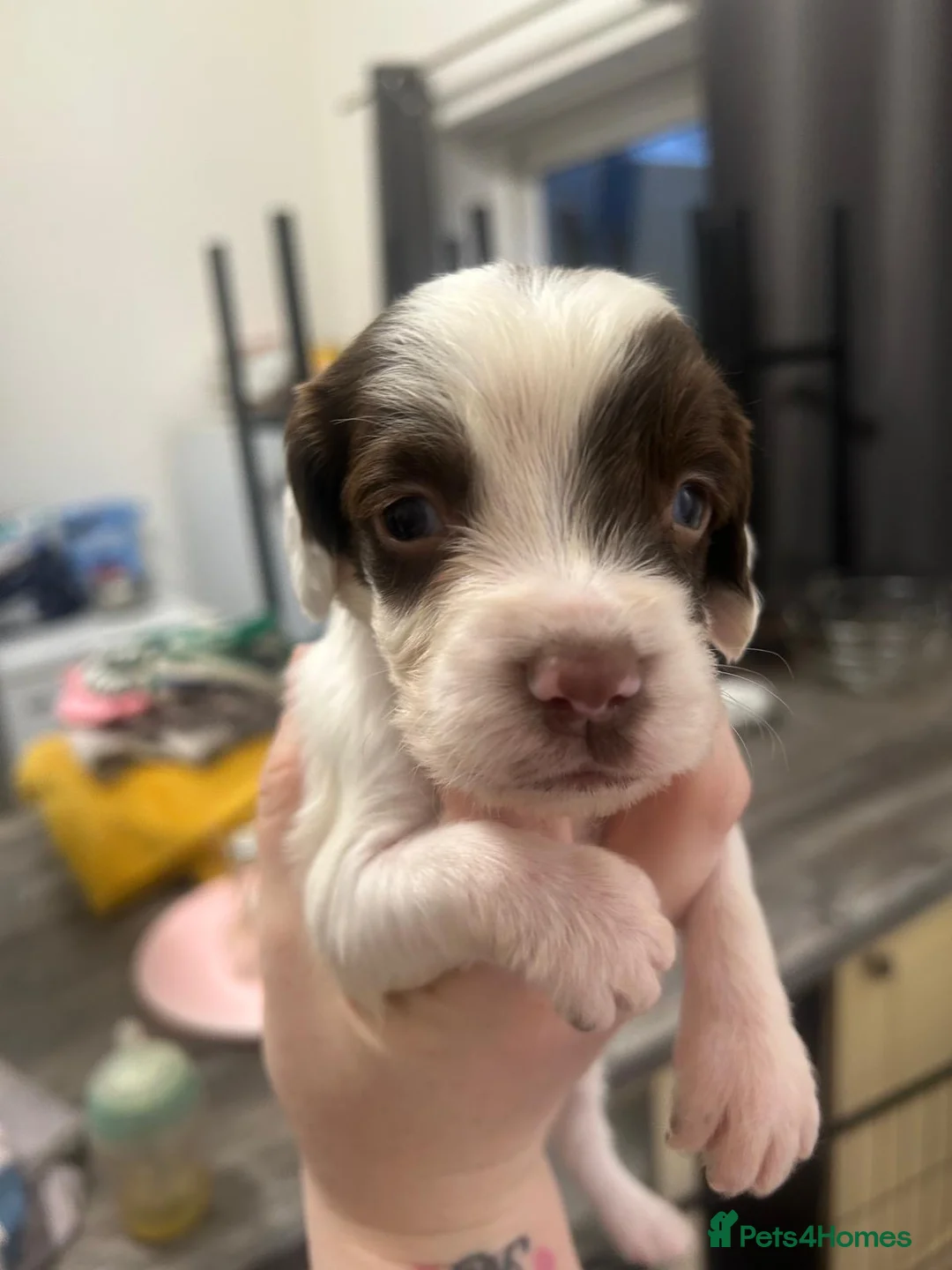 English Springer Spaniel dogs for sale: beautiful english springer spaniel puppies in Bootle - Advert 1