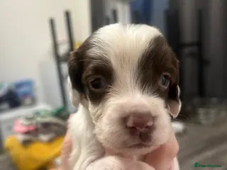 English Springer Spaniel dogs beautiful english springer spaniel puppies - Advert 1