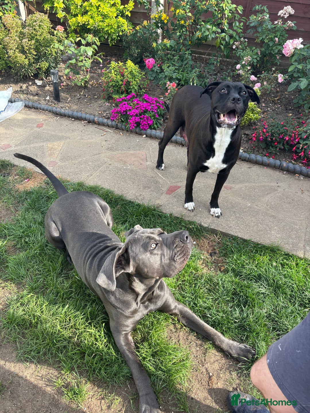 Cane Corso dogs for sale: Cane corso pups 4.5 months old  - Image 3