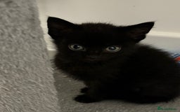 Mixed Breed cats for sale: 4 kittens looking for their forever homes  - Image 5