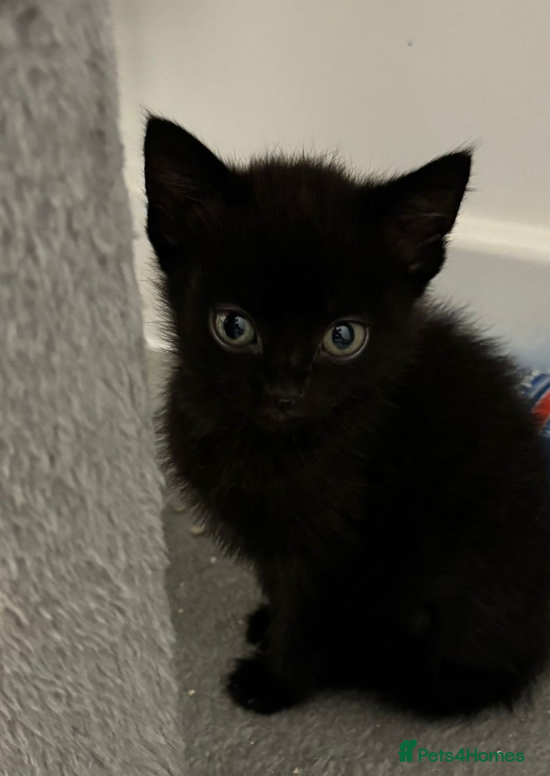 Mixed Breed cats for sale: 4 kittens looking for their forever homes  - Image 5