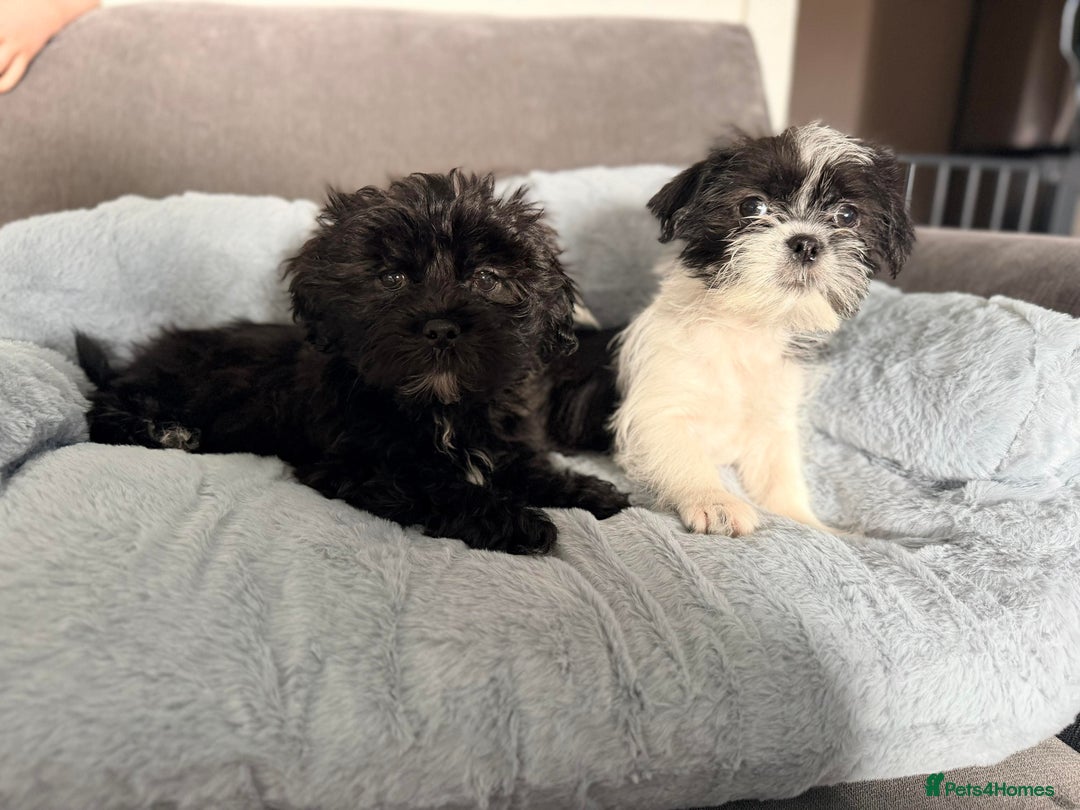 Zuchon dogs for sale: Shihzu x Bichion x Westie - Advert 2