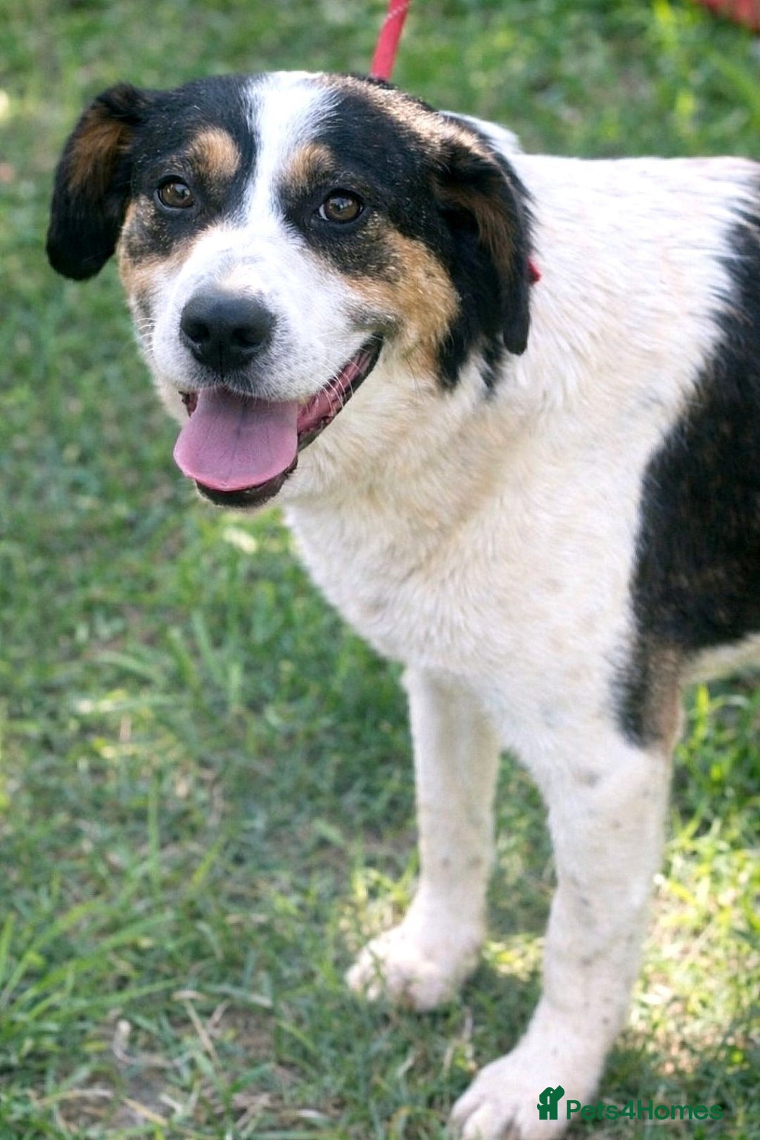 Mixed Breed dogs for adoption: ✨ Flo – a smile that steals your heart ✨ - Advert 1