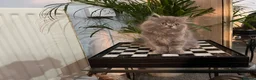 Persian cats for sale: Soo affectionate "Hand reared",persian kitten (M)  - Advert 24