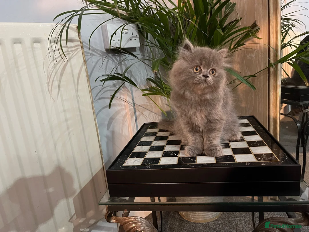 Persian cats for sale: Soo affectionate "Hand reared",persian kitten (M)  - Advert 24