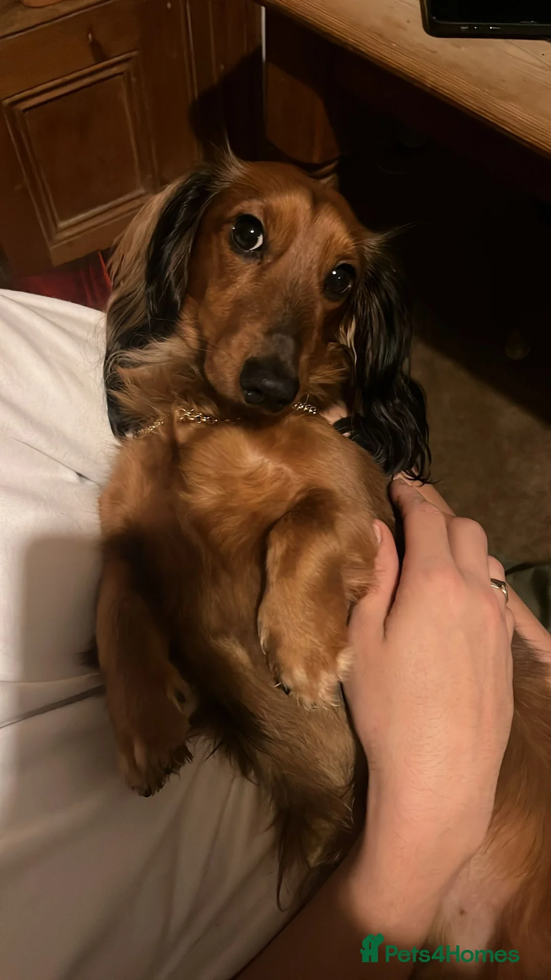 Miniature Dachshund dogs for stud: Meet our beautiful boy Tequila! - Advert 6