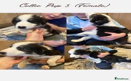 Border Collie dogs for sale: 5 Border Collie Pups  - Image 5