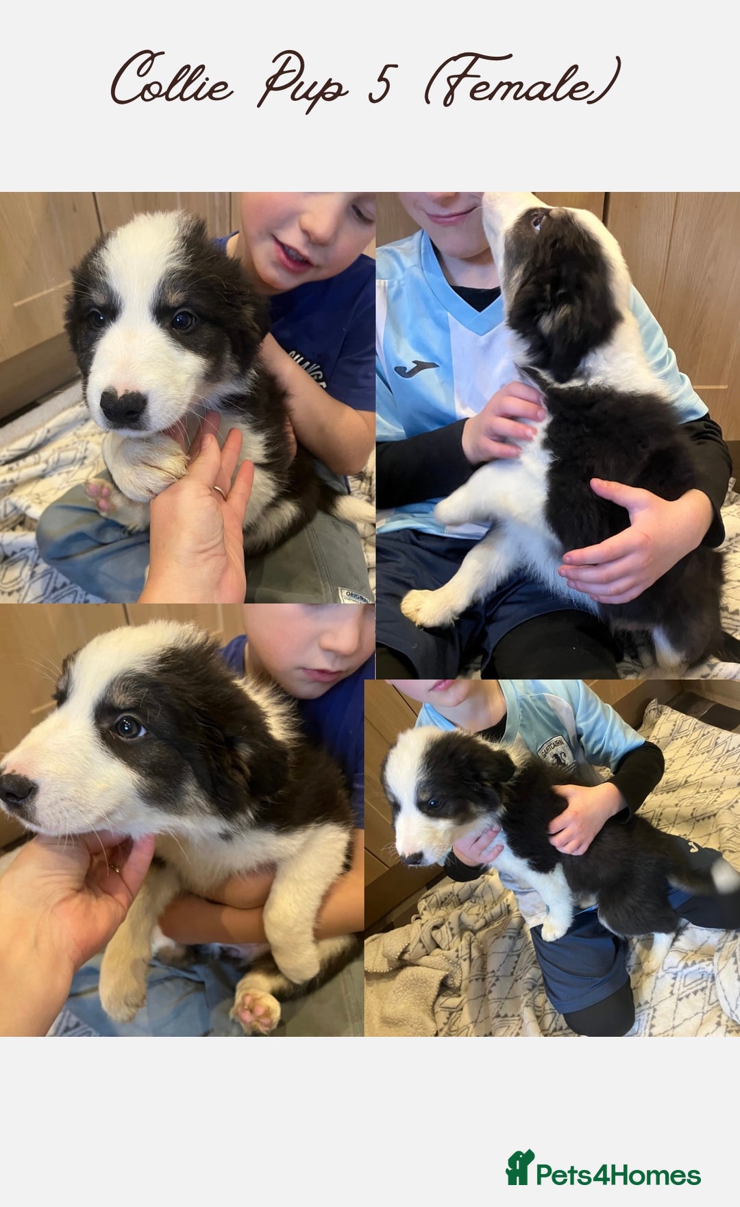 Border Collie dogs for sale: 5 Border Collie Pups  - Image 5