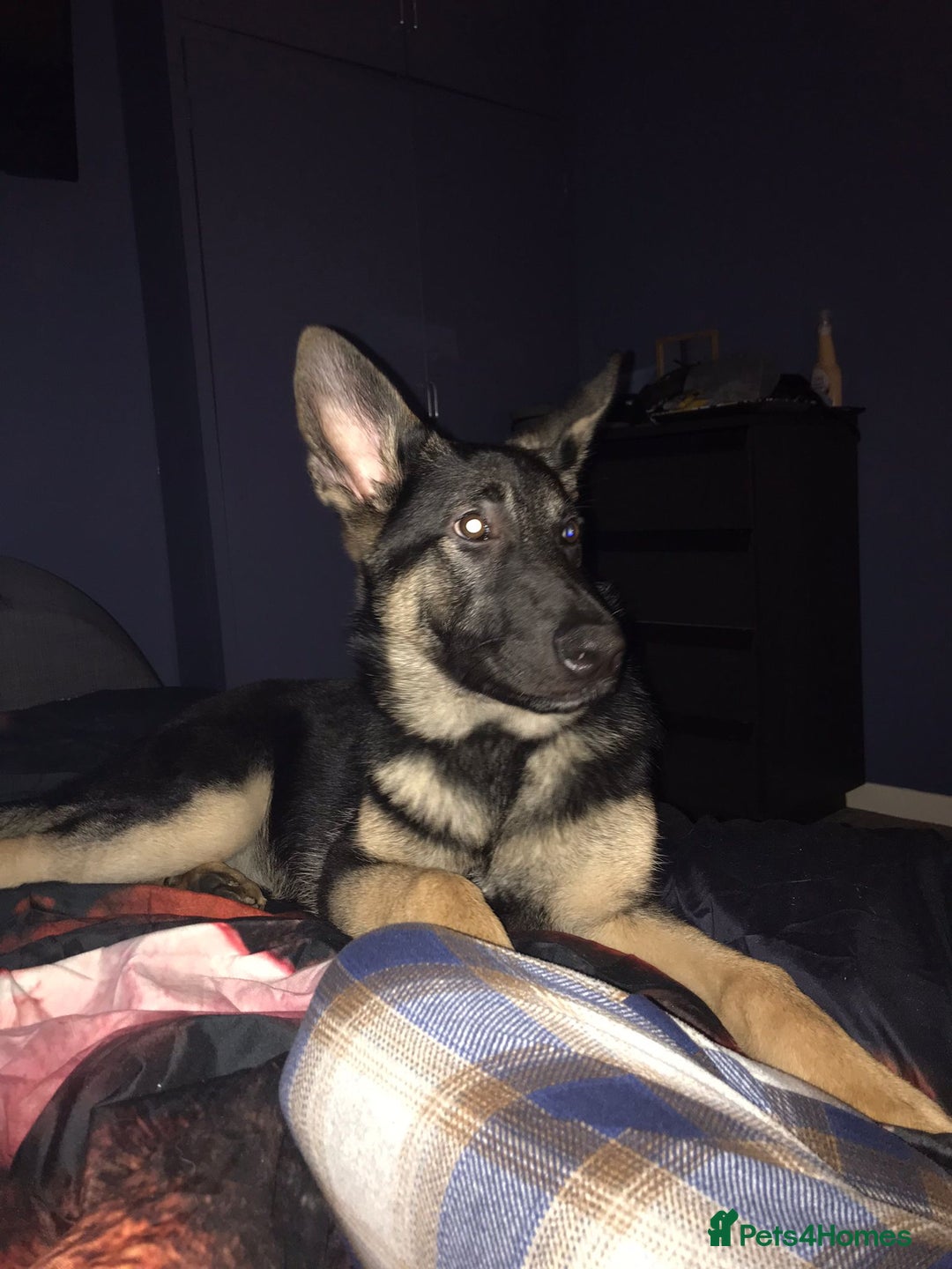 Mixed Breed dogs for sale:  German shepherd x staffy x Rottweiler  - Advert 12