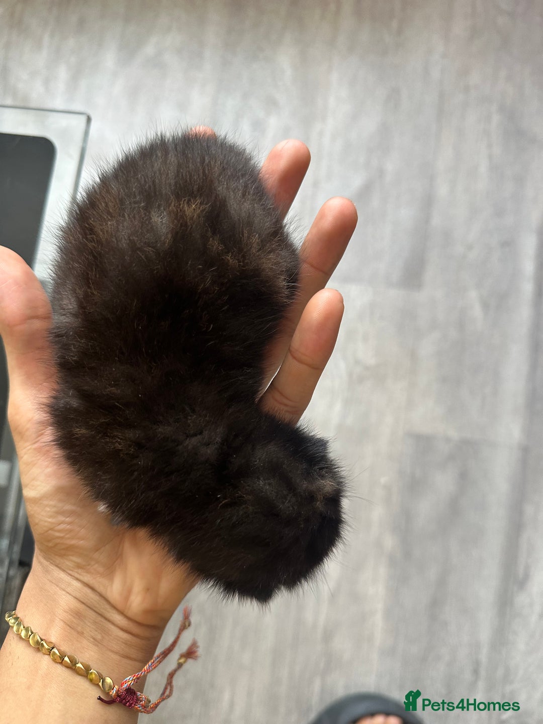 Norwegian Forest Cat cats for sale: Kittens for sale  - Image 18