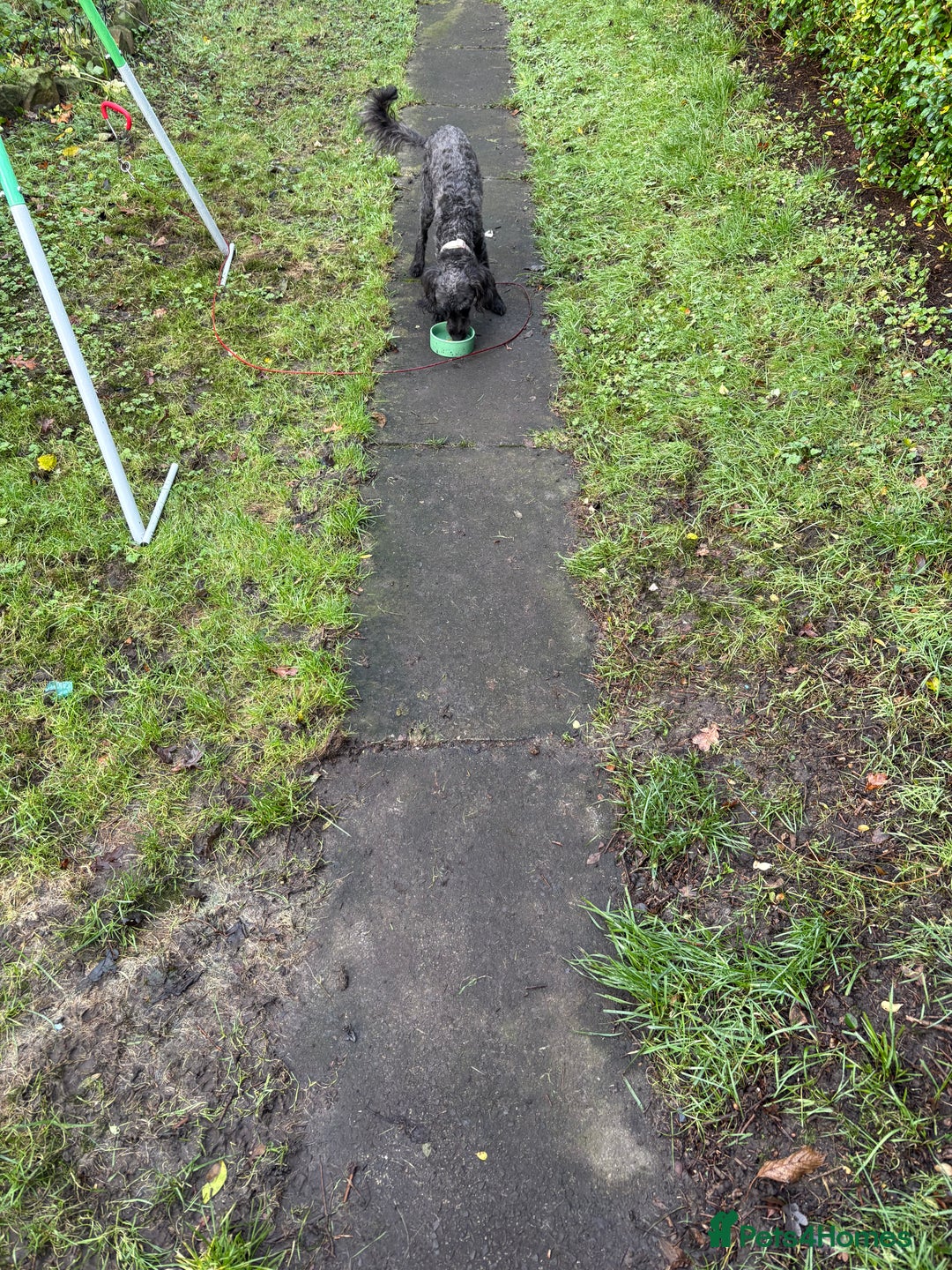 Mixed Breed dogs for sale: Bedlingtonxpoodle 10 months old  - Advert 5