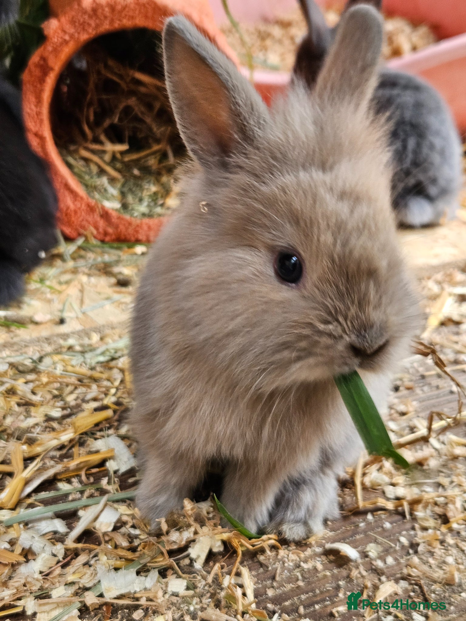 Mixed Breed rabbits Baby bunny's  - Advert 14