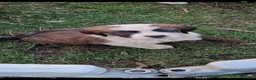 Saint Bernard dogs for sale: Beautiful saint Bernard puppies - Advert 19