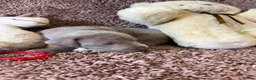 Weimaraner dogs for sale: Weimaraner Silver Grey Girl Pups - Ganult showline - Advert 7