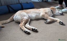 Mixed Breed dogs for sale: Bernard - Goldie Shepherd - Image 4