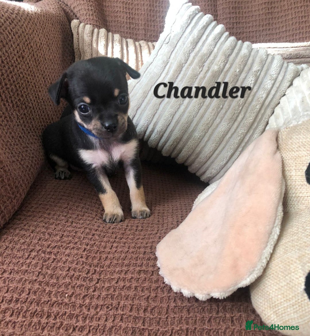 Chihuahua dogs for sale: Adorable black and tan chihuahua puppies  - Image 5